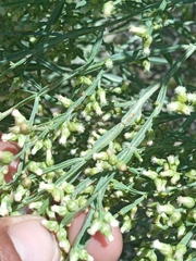 Baccharis articulata