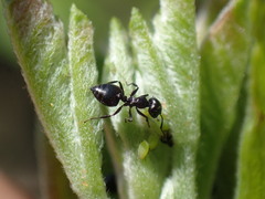 Crematogaster liengmei weitzeckeri