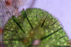Micrasterias denticulata