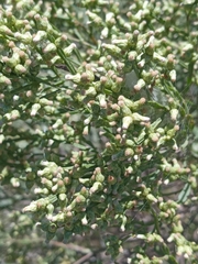 Baccharis articulata