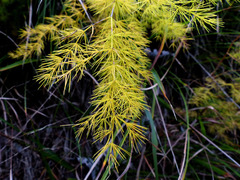 Asparagus tenuifolius