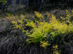 Asparagus tenuifolius