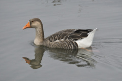Anser anser domesticus × anser cygnoides domesticus