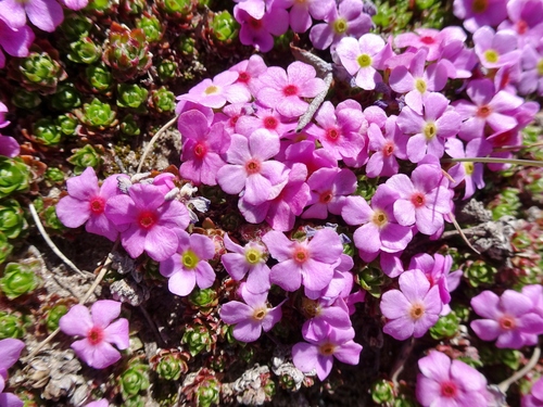 Androsace mucronifolia
