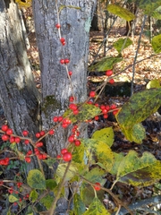 Ilex verticillata