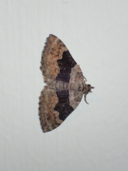 Xanthorhoe quadrifasiata