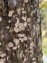 Aleurodiscus oakesii