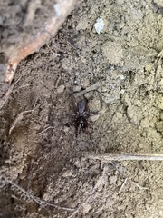 Myrmekiaphila comstocki