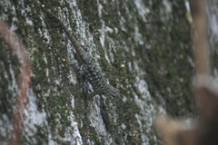 Sceloporus occidentalis taylori
