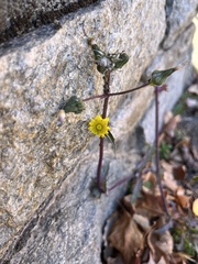 Sonchus asper