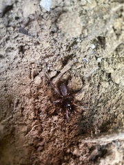 Myrmekiaphila comstocki