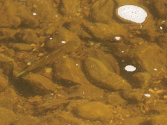 Lepomis peltastes