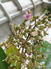 Miconia
