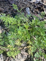 Lepidium didymum