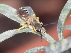 Halictus