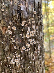 Aleurodiscus oakesii