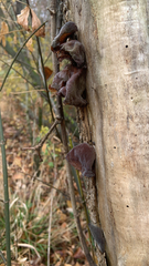Auricularia auricula-judae