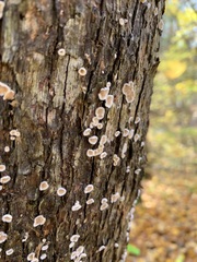 Aleurodiscus oakesii