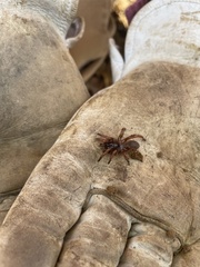 Myrmekiaphila comstocki