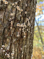 Aleurodiscus oakesii