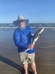 Carcharhinus limbatus