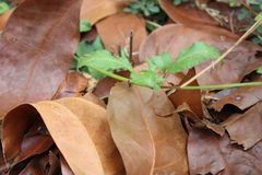 Harmochirus brachiatus