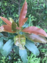 Protorhus longifolia