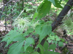 Clematis alpina sibirica