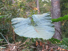 Xanthosoma
