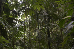 Arecoideae