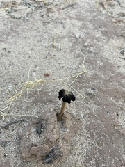 Montagnea arenaria