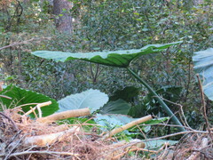 Xanthosoma