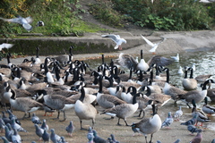 Branta canadensis