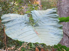 Xanthosoma