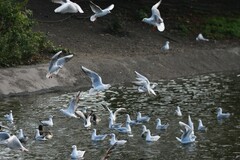 Chroicocephalus ridibundus