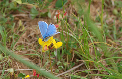 Polyommatus bellargus