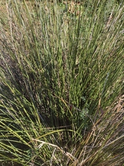 Juncus effusus