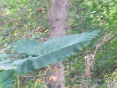 Xanthosoma