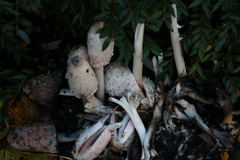 Coprinus comatus
