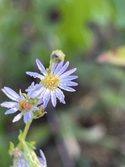 Symphyotrichum simmondsii