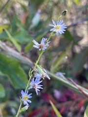 Symphyotrichum simmondsii