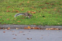 Sciurus carolinensis