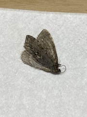 Chloroclysta siterata