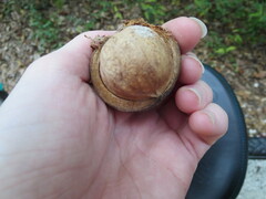 Carya tomentosa