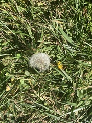 Taraxacum