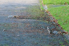 Sciurus carolinensis