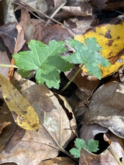 Hydrophyllum canadense