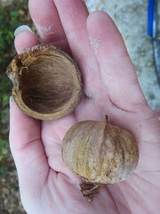 Carya tomentosa