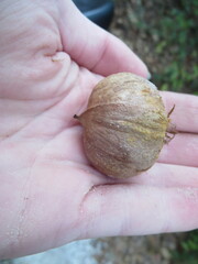 Carya tomentosa