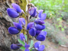 Lupinus